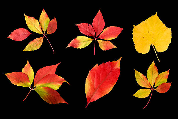 istock Colorful image of autumn leaves 93139322