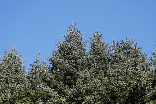 Healthy fir trees in forest