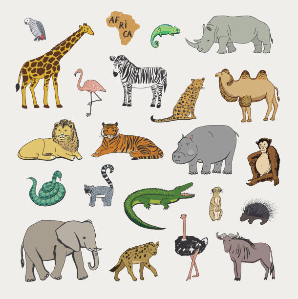 afrikanische tiere vektor grafik satz illustrartions - ostrich ape animal monkey stock-grafiken, -clipart, -cartoons und -symbole
