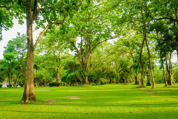 istock Beautiful green grassy area with  trees in a park. 931396050