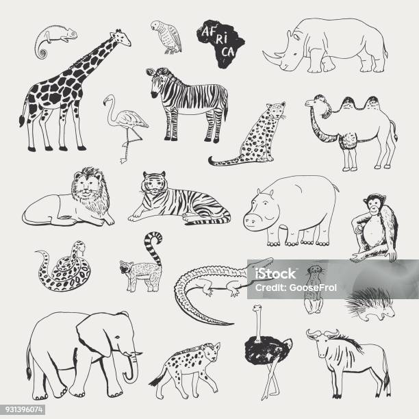 African Animals Vector Illustrartions Graphic Set Stock Illustration -  Download Image Now - Drawing - Art Product, Tiger, Line Art - iStock