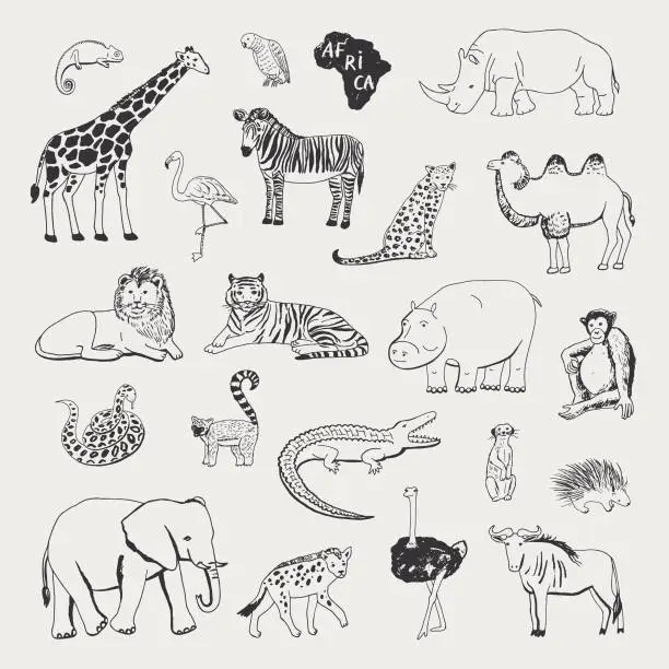 Vector illustration of african animals vector illustrartions graphic set