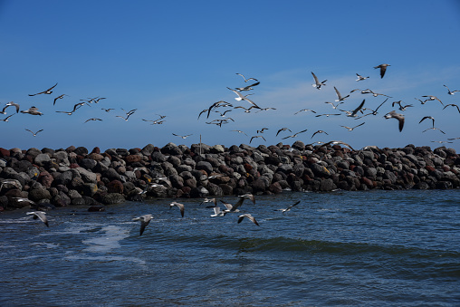 Seagulls flying