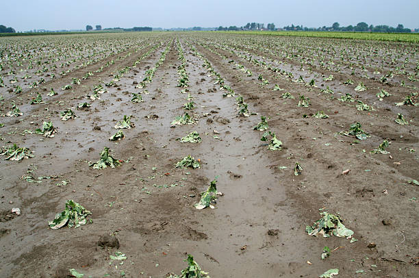 kohl crop schäden - crop damage stock-fotos und bilder