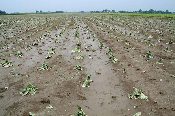 Large, damaged cabbage crop looking muddy and sad stock photo