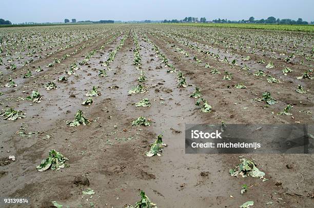 Repolho Colheita Danos - Fotografias de stock e mais imagens de Colheita - Colheita, Tempestade de granizo, Granizo