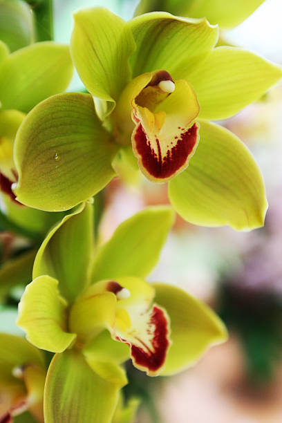 green orchid background stock photo