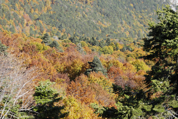 istock Colorful Mountain Ida in autumn, Turkey 931400048