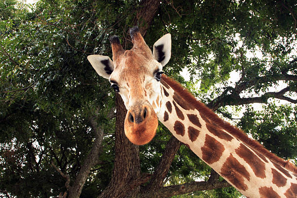 기린과 - animal animal neck cute safari animals 뉴스 사진 이미지