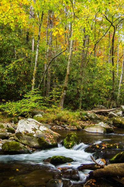istock Autumn in the Smoky's 931400298