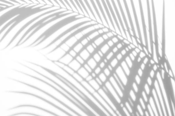 istock abstract background of shadows palm leaf on a white wall. White and Black. 931400570