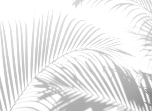 istock abstract background of shadows palm leaf on a white wall. White and Black. 931400586