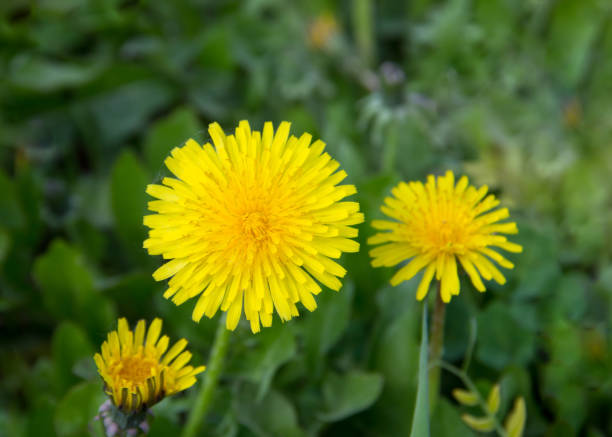 istock Three yellow dandelion flowers grow on a green field 931400600