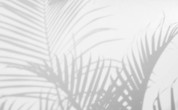 istock abstract background of shadows palm leaf on a white wall. White and Black. 931400656