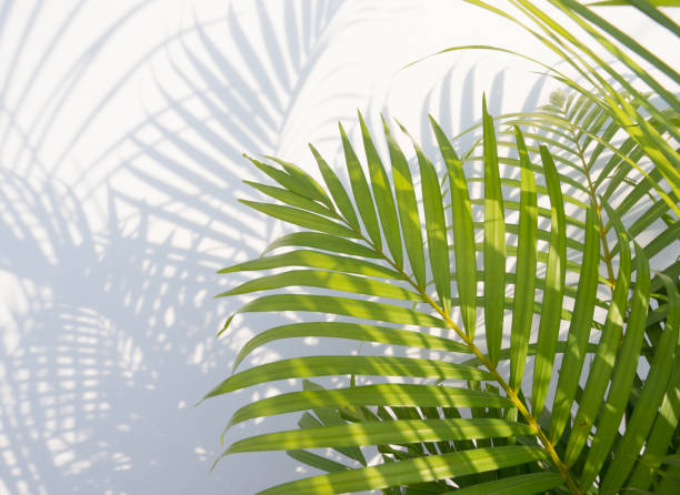 istock palm leaves and shadows on a white wall background. 931400692