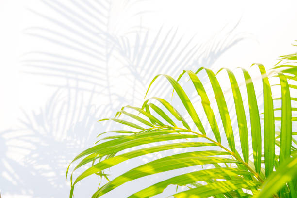 istock palm leaves and shadows on a white wall background. 931400700