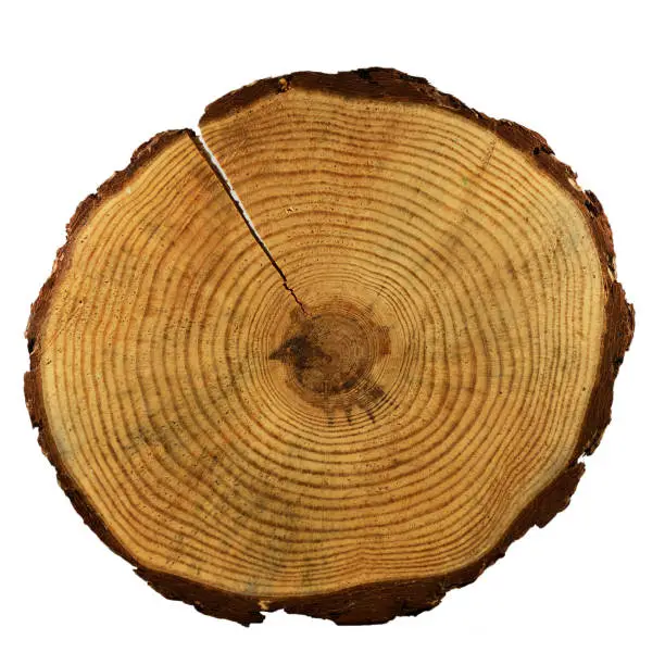 Photo of a cut of a tree with annual rings on a white background