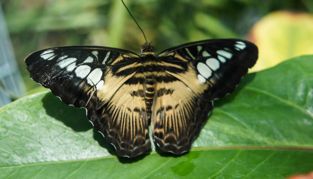 istock Beautiful tropical brown with white spots butterfly 931403660