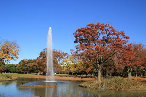 istock Yoyogi Park, Tokyo, Japan 931403776