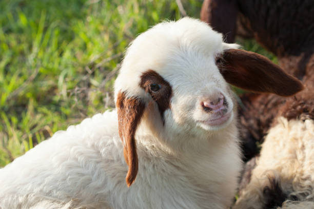 istock domestic sheeps of turkey 931404180