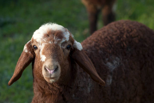 istock domestic sheeps of turkey 931404240