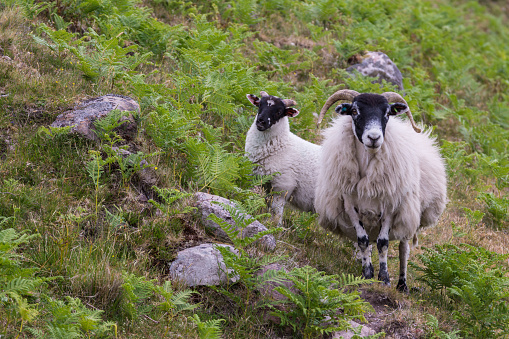 Melvaig, Scotland - June 9, 2012: Two black head sheep on green slope with gray rocks look at camera.