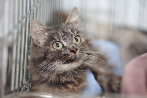 istock Portrait of a gray fluffy cat in a cage. 931407718