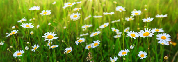 istock Daisy field in the sunny summer day 931408494
