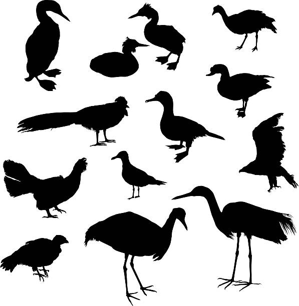 Birds set II  loon bird stock illustrations