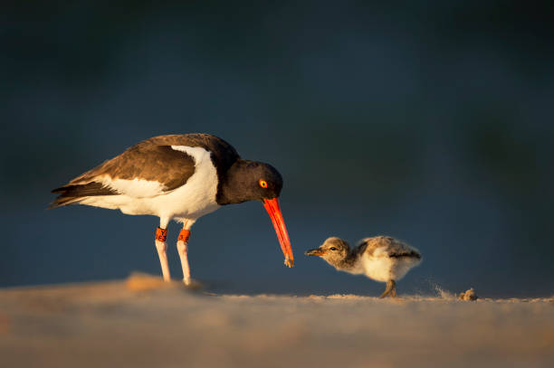 istock American Oystercatcher Feeding a Chick 931409562