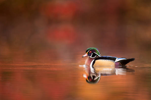 A male Wood Duck floats on a calm pond in soft overcast light with a colorful autumn tree background.