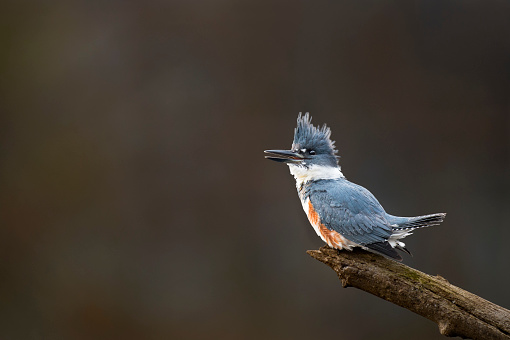 A female Belted Kingfisher sits on an open perch and calls out loudly in the soft light with a dark brown background.