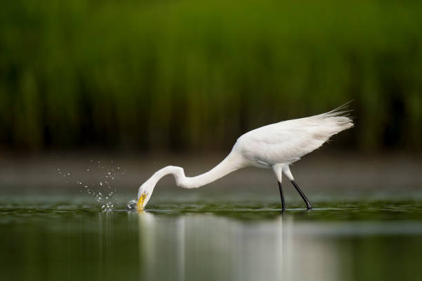 istock Great Egret Fishing Strike 931412170