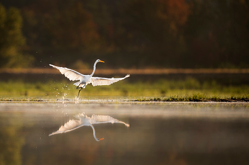 A Great Egret takes off from the calm water early in the morning with the backlit sun making its white feathers glow.