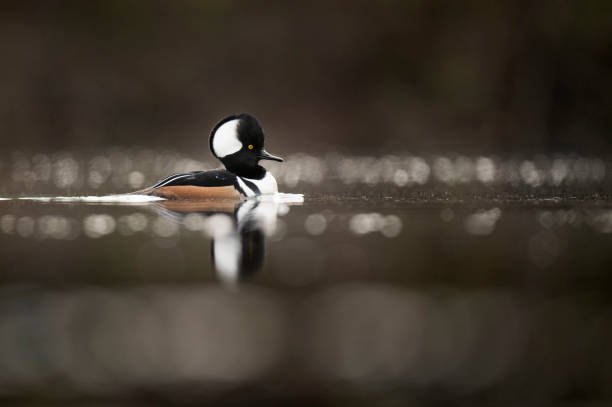 istock Hooded Merganser Portrait 931412290