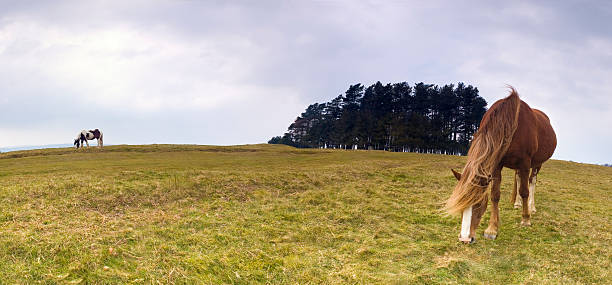 frei roaming-pferde grasen - horse panoramic scenics prairie stock-fotos und bilder