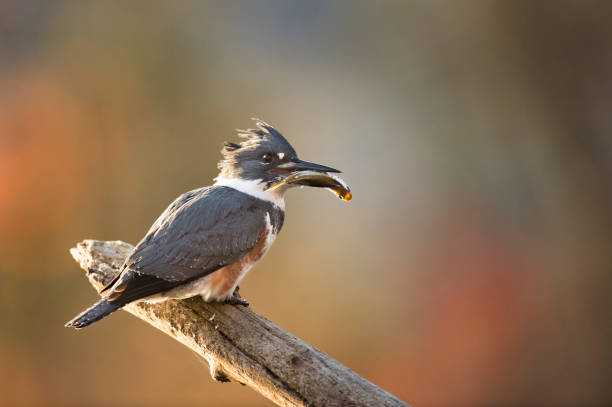 Kingfisher and Fish stock photo