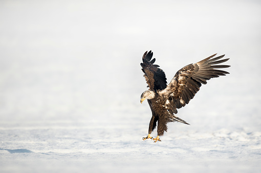 A Bald Eagle lands in a snowy field on a bright sunny morning with its talons down and wings outstretched.
