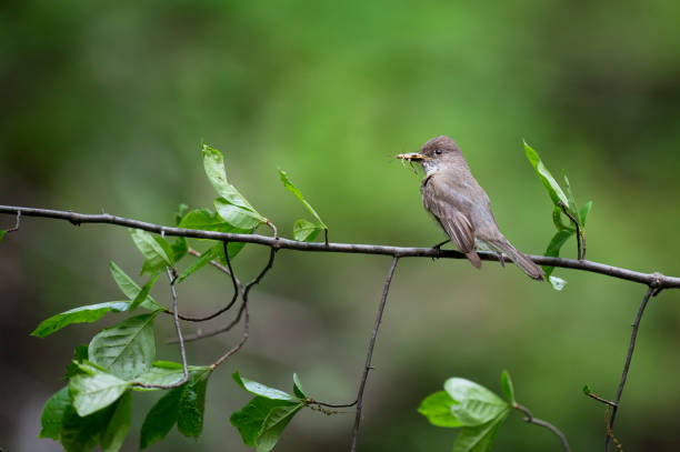 Eastern Phoebe Photos Stock Photos, Pictures & Royalty-Free Images - iStock