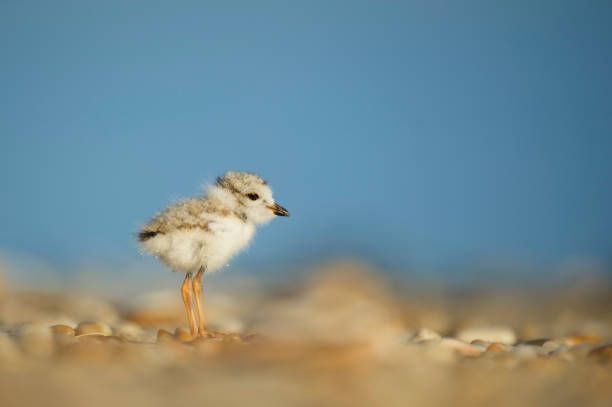 Piping Plover Chick Portrait stock photo