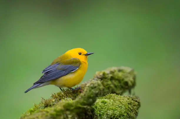 A bright yellow Prothonotary Warbler perched on a green mossy log with a smooth green background.