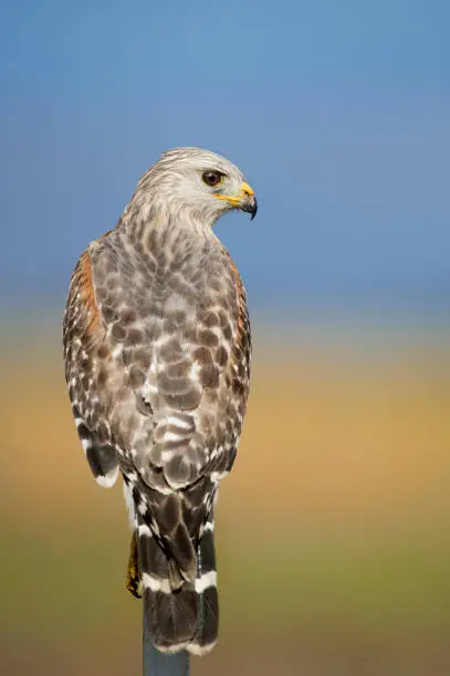 Photo of Red-shouldered Hawk Portrait