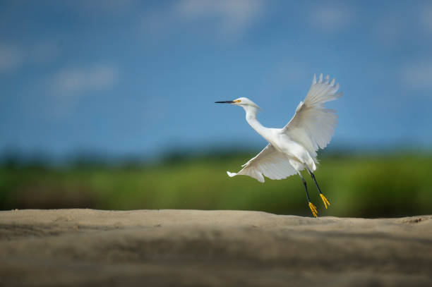 Snowy Egret Liftoff