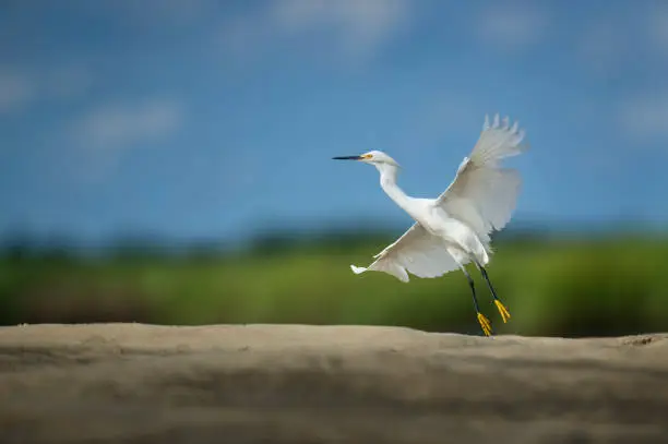A white Snowy Egret lifts off the ground and takes flight against a green and blue background with its wings spread out in the bright sun.