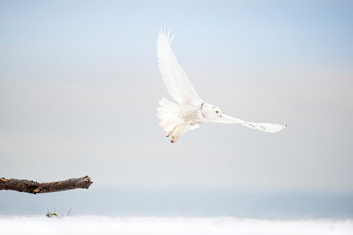 A bright white Snowy Owl flies low over the beach on an overcast winter day with the ocean in the background.