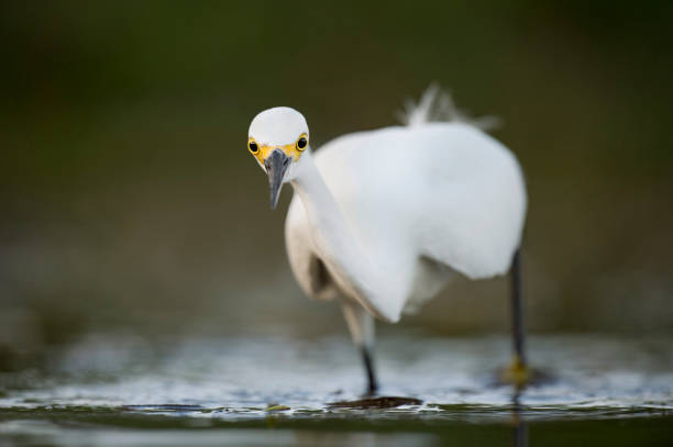 acechar garceta nívea - wading snowy egret egret bird fotografías e imágenes de stock