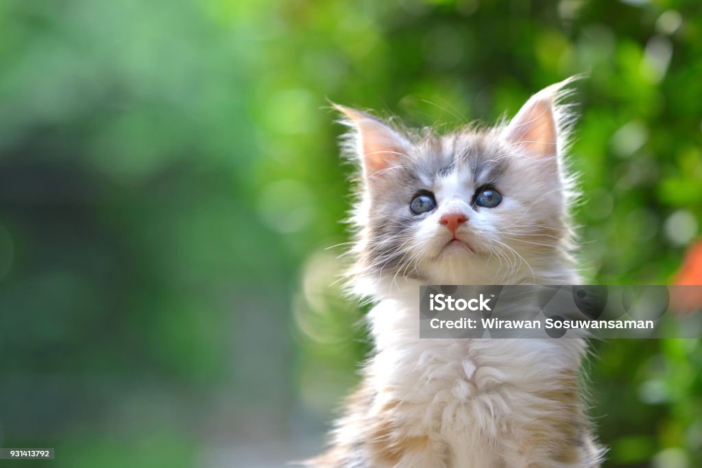 Primo piano di un simpatico gattino con gli occhi blu con patch argentate seduto su un pavimento di legno in giardino. Adorabile gatto con sfondo verde sfocato - Foto stock royalty-free di Gatto domestico