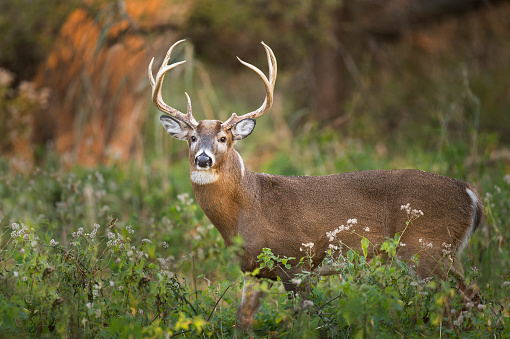 Whitetail reductor photo