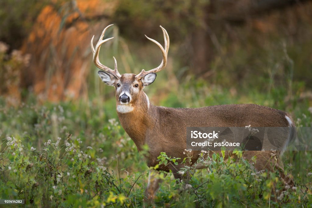 Buck Whitetail - Photo de Cerf de Virginie libre de droits