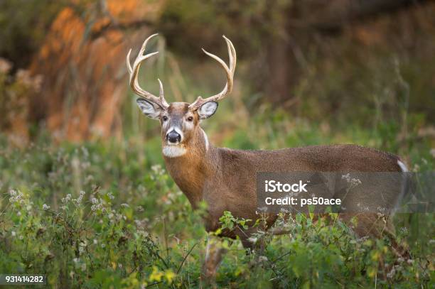 Photo libre de droit de Buck Whitetail banque d'images et plus d'images libres de droit de Cerf de Virginie - Cerf de Virginie, Cerf, Famille du cerf